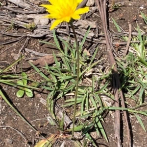 Microseris walteri at Bungendore, NSW - 10 Oct 2020