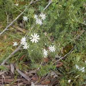 Stellaria pungens at Majura, ACT - 17 Oct 2020 12:59 PM