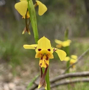 Diuris sulphurea at Karabar, NSW - suppressed