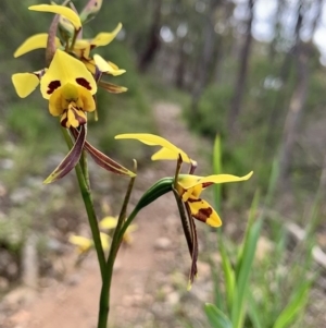 Diuris sulphurea at Karabar, NSW - suppressed