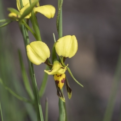 Diuris sulphurea (Tiger Orchid) at Holt, ACT - 17 Oct 2020 by Alison Milton