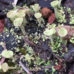 Cladonia sp. (genus) (Cup Lichen) at Mirador, NSW - 15 Oct 2020 by hynesker1234