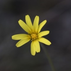 Microseris walteri (Yam Daisy, Murnong) at Bruce, ACT - 13 Oct 2020 by Alison Milton