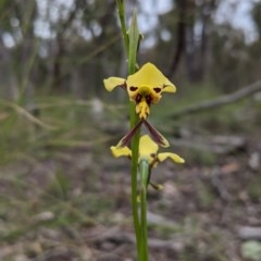Diuris sulphurea (Tiger Orchid) at Watson, ACT - 17 Oct 2020 by SusanneG