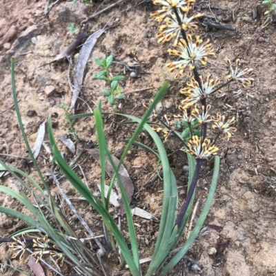 Lomandra multiflora (Many-flowered Matrush) at Hackett, ACT - 14 Oct 2020 by Louisab