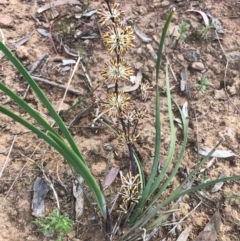 Lomandra multiflora at Hackett, ACT - 14 Oct 2020