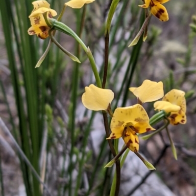 Diuris nigromontana (Black Mountain Leopard Orchid) at Watson, ACT - 17 Oct 2020 by isopeda