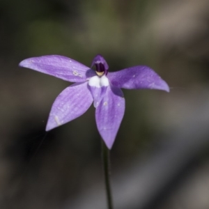 Glossodia major at Bruce, ACT - suppressed