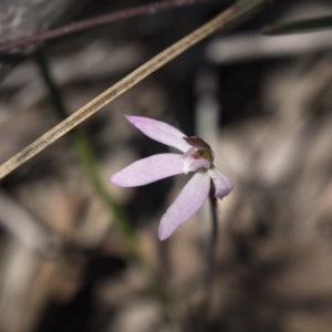 Caladenia fuscata at Bruce, ACT - 13 Oct 2020