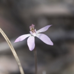 Caladenia fuscata at Bruce, ACT - 13 Oct 2020