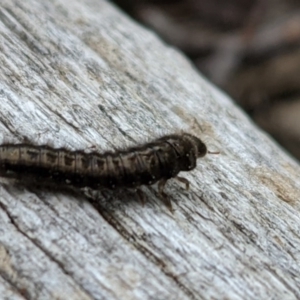 Lagriini sp. (tribe) at Watson, ACT - 17 Oct 2020