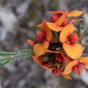 Dillwynia sericea at Watson, ACT - 17 Oct 2020 05:41 PM