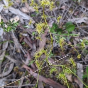 Drosera gunniana at Watson, ACT - 17 Oct 2020 05:22 PM