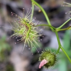 Drosera gunniana at Watson, ACT - 17 Oct 2020