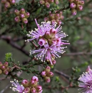 Kunzea parvifolia at Watson, ACT - 17 Oct 2020