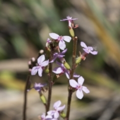 Stylidium sp. (Trigger Plant) at Bruce, ACT - 13 Oct 2020 by AlisonMilton
