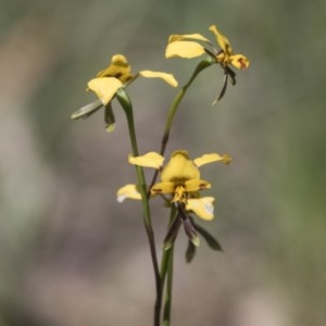 Diuris nigromontana at Bruce, ACT - suppressed