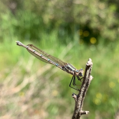 Austrolestes aridus (Inland Ringtail) at Murrumbateman, NSW - 11 Oct 2020 by SimoneC