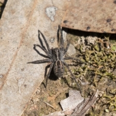 Tasmanicosa sp. (genus) (Unidentified Tasmanicosa wolf spider) at Bruce Ridge to Gossan Hill - 13 Oct 2020 by AlisonMilton