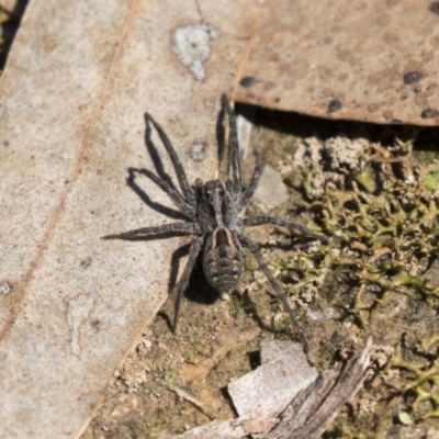 Tasmanicosa sp. (genus) (Unidentified Tasmanicosa wolf spider) at Bruce Ridge to Gossan Hill - 13 Oct 2020 by AlisonMilton