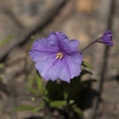 Solanum sp. (Tomato) at Bruce, ACT - 13 Oct 2020 by AlisonMilton