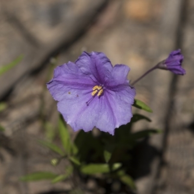 Solanum sp. (Tomato) at Bruce, ACT - 13 Oct 2020 by AlisonMilton