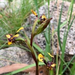 Diuris pardina (Leopard Doubletail) at Cotter River, ACT - 14 Oct 2020 by SimoneC