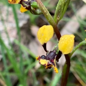 Diuris pardina at Cotter River, ACT - 14 Oct 2020