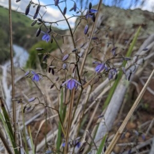 Dianella revoluta var. revoluta at Holt, ACT - 10 Oct 2020 05:22 PM