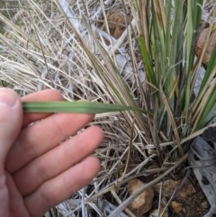 Dianella revoluta var. revoluta at Holt, ACT - 10 Oct 2020 05:22 PM