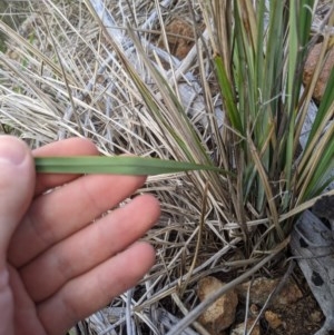 Dianella revoluta var. revoluta at Holt, ACT - 10 Oct 2020 05:22 PM