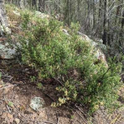 Pomaderris angustifolia (Pomaderris) at Holt, ACT - 10 Oct 2020 by MattM