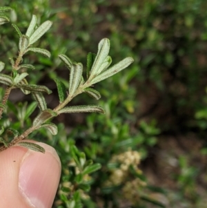 Pomaderris angustifolia at Holt, ACT - 10 Oct 2020