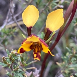 Diuris semilunulata at Burra, NSW - suppressed