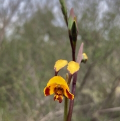 Diuris semilunulata at Burra, NSW - 15 Oct 2020