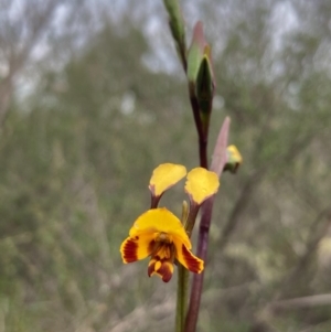 Diuris semilunulata at Burra, NSW - 15 Oct 2020