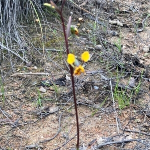 Diuris semilunulata at Burra, NSW - 15 Oct 2020