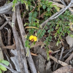 Bossiaea buxifolia at Holt, ACT - 10 Oct 2020