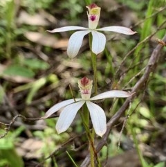 Caladenia moschata (Musky Caps) at Jerrabomberra, NSW - 17 Oct 2020 by aussiestuff