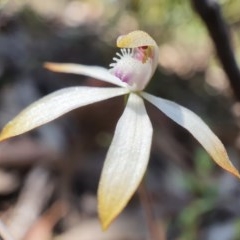 Caladenia ustulata (Brown Caps) at Yanununbeyan State Conservation Area - 17 Oct 2020 by shoko