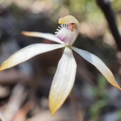 Caladenia ustulata (Brown Caps) at Primrose Valley, NSW - 17 Oct 2020 by shoko