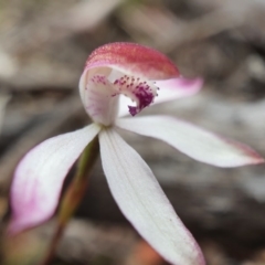 Caladenia moschata (Musky Caps) at Primrose Valley, NSW - 17 Oct 2020 by shoko