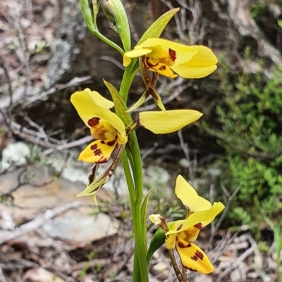 Diuris sulphurea (Tiger Orchid) at Yanununbeyan State Conservation Area - 17 Oct 2020 by shoko