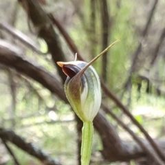 Pterostylis pedunculata (Maroonhood) at Yanununbeyan State Conservation Area - 17 Oct 2020 by shoko