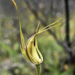 Caladenia atrovespa at Captains Flat, NSW - 17 Oct 2020