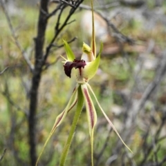 Caladenia atrovespa at Captains Flat, NSW - 17 Oct 2020