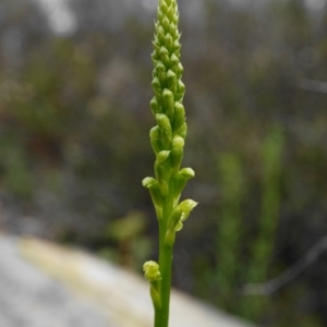 Microtis parviflora at Captains Flat, NSW - 17 Oct 2020