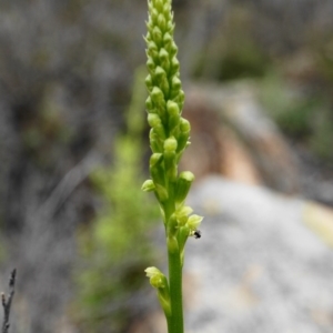 Microtis parviflora at Captains Flat, NSW - 17 Oct 2020