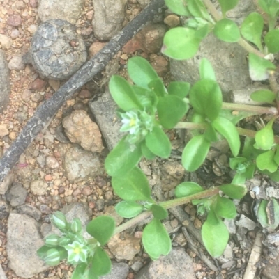 Polycarpon tetraphyllum (Four-leaf Allseed) at Majura, ACT - 16 Oct 2020 by JaneR