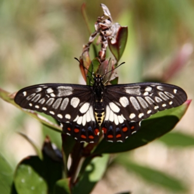 Papilio anactus (Dainty Swallowtail) at Murrumbateman, NSW - 16 Oct 2020 by davobj